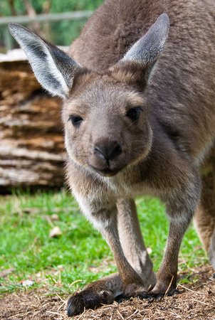 Australia, Nature, Vacation, Travel, Landscapes, Photography, Travel Photography, Kangaroos, Oz, Sydney, Melbourne, Brisbane, Nikon, Adelaide, Wildlife,