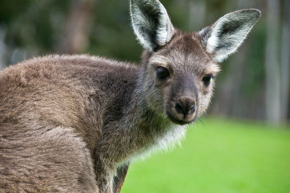 Australia, Nature, Vacation, Travel, Landscapes, Photography, Travel Photography, Kangaroos, Oz, Sydney, Melbourne, Brisbane, Nikon, Adelaide, Wildlife,