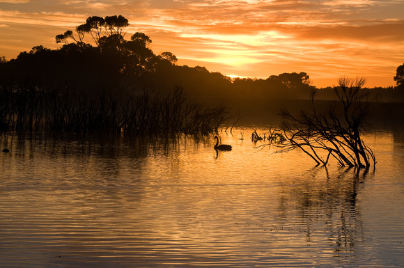 Australia, Nature, Vacation, Travel, Landscapes, Photography, Travel Photography, Kangaroos, Oz, Sydney, Melbourne, Brisbane, Nikon, Adelaide, Wildlife,