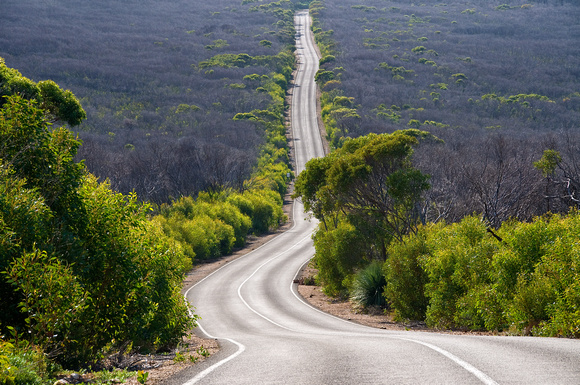 Australia, Nature, Vacation, Travel, Landscapes, Photography, Travel Photography, Kangaroos, Oz, Sydney, Melbourne, Brisbane, Nikon, Adelaide, Wildlife,