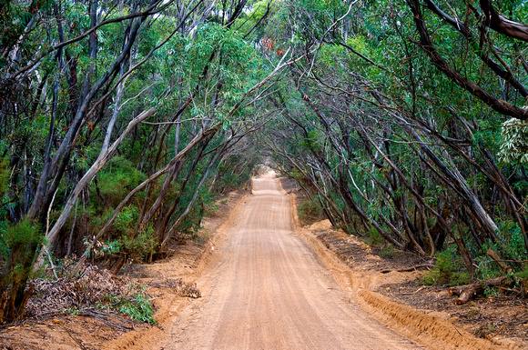 Australia, Nature, Vacation, Travel, Landscapes, Photography, Travel Photography, Kangaroos, Oz, Sydney, Melbourne, Brisbane, Nikon, Adelaide, Wildlife,